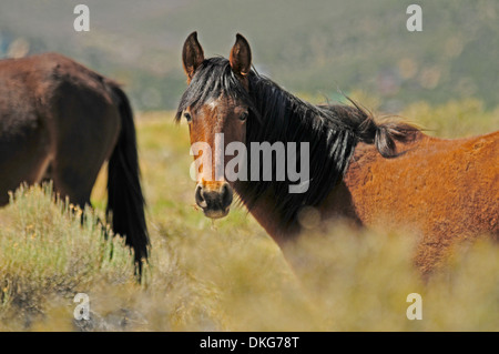 Mustangs in der Nähe von cold Creek spring Mountains, Nevada, usa Stockfoto