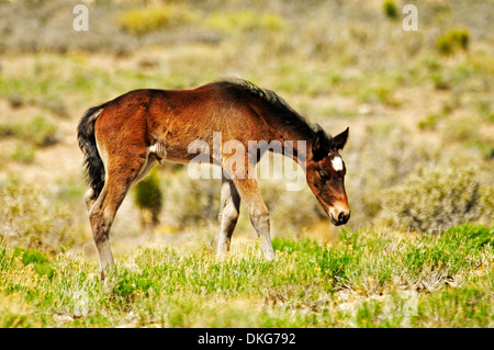 Mustangs in der Nähe von cold Creek spring Mountains, Nevada, usa Stockfoto