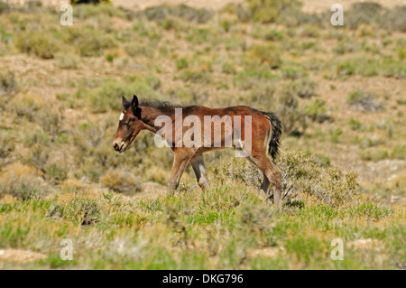 Mustangs in der Nähe von cold Creek spring Mountains, Nevada, usa Stockfoto