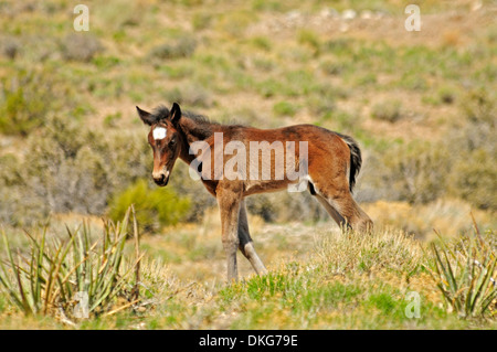 Mustangs in der Nähe von cold Creek spring Mountains, Nevada, usa Stockfoto