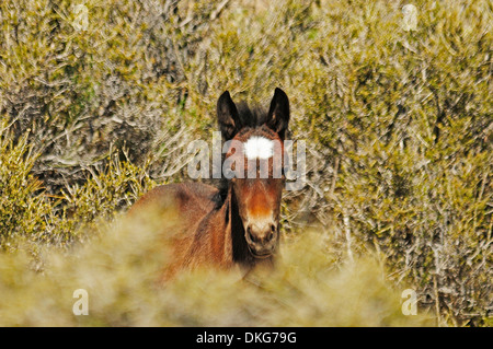 Mustangs in der Nähe von cold Creek spring Mountains, Nevada, usa Stockfoto