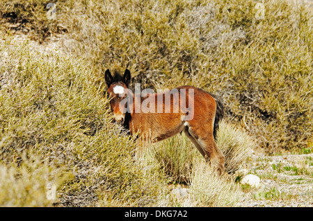 Mustangs in der Nähe von cold Creek spring Mountains, Nevada, usa Stockfoto