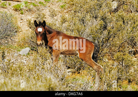 Mustangs in der Nähe von cold Creek spring Mountains, Nevada, usa Stockfoto