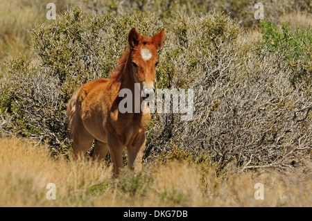 Mustangs in der Nähe von cold Creek spring Mountains, Nevada, usa Stockfoto