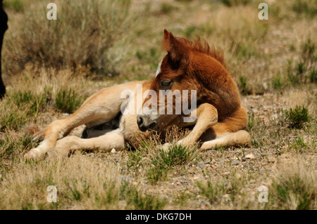 Mustangs in der Nähe von cold Creek spring Mountains, Nevada, usa Stockfoto