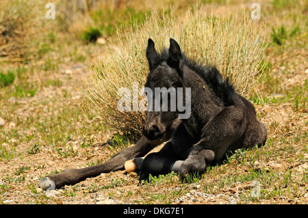 Mustangs in der Nähe von cold Creek spring Mountains, Nevada, usa Stockfoto