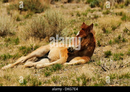 Mustangs in der Nähe von cold Creek spring Mountains, Nevada, usa Stockfoto