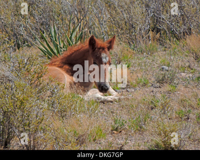 Mustangs in der Nähe von cold Creek spring Mountains, Nevada, usa Stockfoto