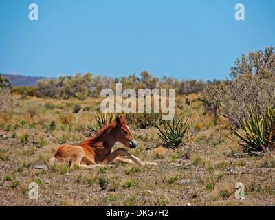 Mustangs in der Nähe von cold Creek spring Mountains, Nevada, usa Stockfoto