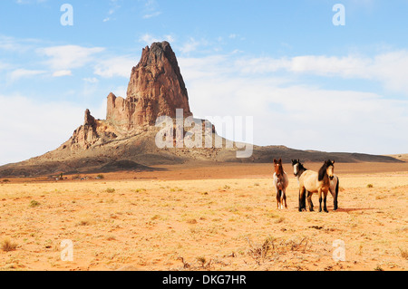 indianische Ponys, Norden von Arizona, usa Stockfoto