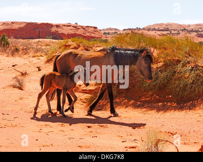 indianische Ponys, Norden von Arizona, usa Stockfoto