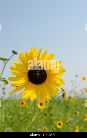 Nahaufnahme von eine Sonnenblume in einem Feld voll von ihnen. Stockfoto