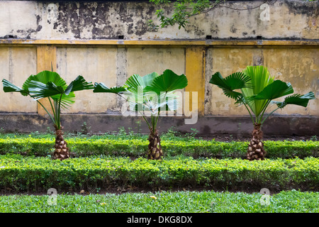 Pflanzen im Garten, Ho-Chi-Minh-Mausoleum, Hanoi, Vietnam, Asien Stockfoto