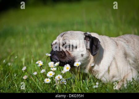Mops Hund auf einer Blumenwiese liegend Stockfoto