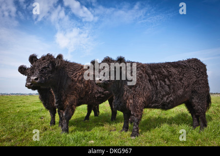 Drei Galloway Rinder auf einer Weide, Sylt, Schleswig-Holstein, Deutschland, Europa Stockfoto