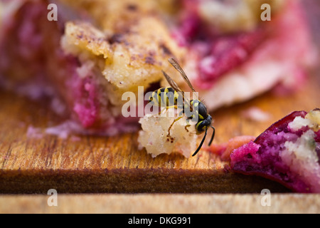 Wespe, die Krume von Pflaumenkuchen Essen Stockfoto