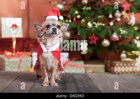 ein kleiner Chihuahua Hund sitzt vor dem Weihnachtsbaum. Er ist als Weihnachtsmann verkleidet. Stockfoto