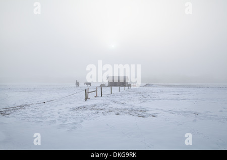 Pferde im Winter verschneiten Weide in nebligen Morgen, Holland Stockfoto