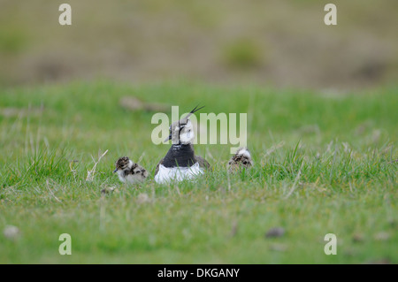 Nördlichen Kiebitz (Vanellus Vanellus). Weiblich, zwei junge Küken während einer Dusche bergende, während zwei andere Küken in der Nähe erkunden Stockfoto