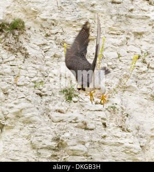 Peregrine Falcon unter Flug Berufung Stockfoto