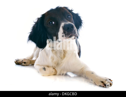 Porträt von einem Brittany Spaniel vor weißem Hintergrund Stockfoto