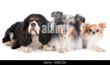 Porträt von einem reinrassigen Shetland Hund, Chihuahua und Cavalier king Charles vor weißem Hintergrund Stockfoto
