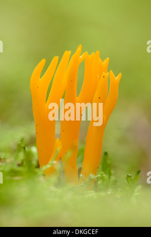 Nahaufnahme von einem gelben Stagshorn (Calocera Viscosa) in einem Wald Stockfoto