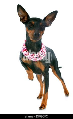 reinrassige Zwergpinscher vor weißem Hintergrund Stockfoto