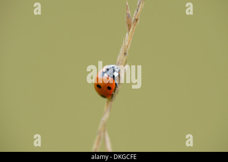Nahaufnahme der 7-Punkt Marienkäfer (Coccinella Septempunctata) auf einem Rasen-Stiel Stockfoto