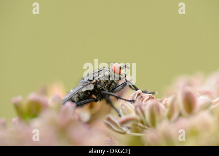 Nahaufnahme einer Schlag-Fliege (Calliphoridae) an einer Blüte Stockfoto