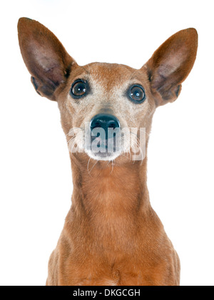 reinrassige Zwergpinscher vor weißem Hintergrund Stockfoto