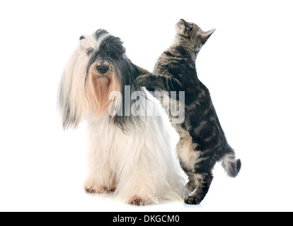 Tibet Terrier und Katze vor weißem Hintergrund Stockfoto