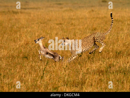 Gepard, Acinonyx Jubatus jagen Beute Stockfoto