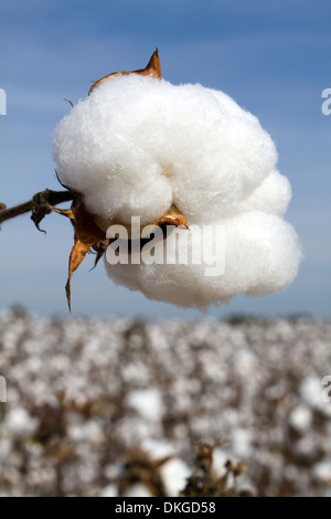 Cotton Boll in einem Feld geerntet werden. Stockfoto