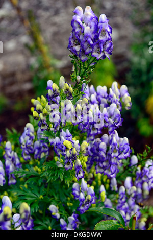 Aconitum X Cammarum bicolor Eisenhut Wolfs Bane blau und weiß Blume bicolor Bicolor Stockfoto