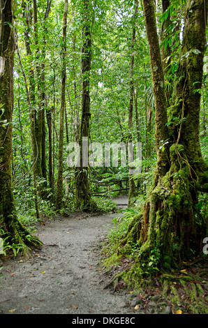 Nationalpark Morne Trois Pitons, Dominica, Windward-Inseln, kleine Antillen, Antillen, Karibik, Amerika Stockfoto