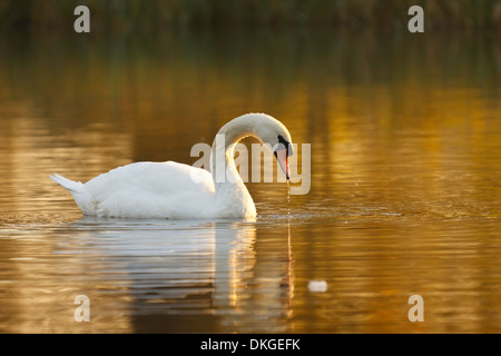 Höckerschwan im goldenen Stunde Stockfoto