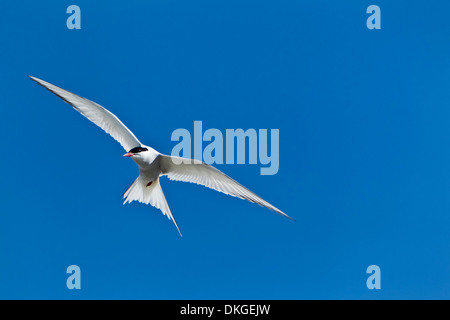 Küstenseeschwalbe (Sterna Paradisaea) im blauen Himmel Stockfoto