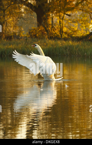 Höckerschwan im goldenen Stunde Stockfoto