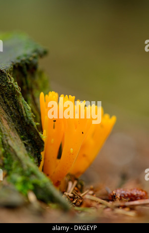 Gelbe Stagshorn (Calocera Viscosa), Nahaufnahme Stockfoto