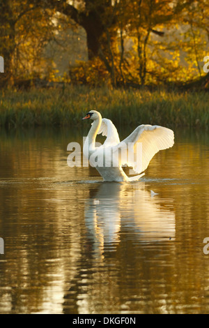 Höckerschwan im goldenen Stunde Stockfoto