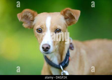 Mischlingshund, portrait Stockfoto