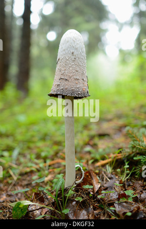 Shaggy Tinte GAP (Coprinus Comatus), Nahaufnahme Stockfoto