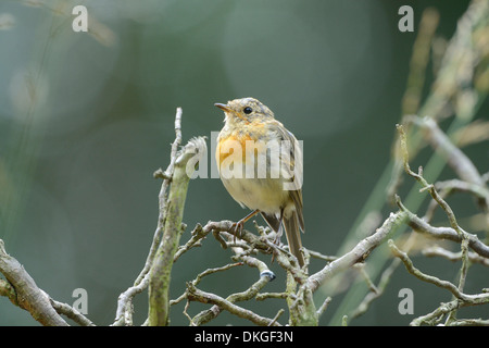 Rotkehlchen (Erithacus Rubecula) Stockfoto