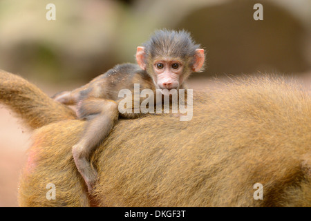 Guinea-Pavian (Papio Papio)-Youngster auf Mutters Rücken Stockfoto