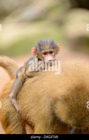 Guinea-Pavian (Papio Papio)-Youngster auf Mutters Rücken Stockfoto