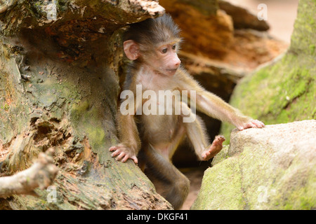 Guinea-Pavian (Papio Papio)-youngster Stockfoto