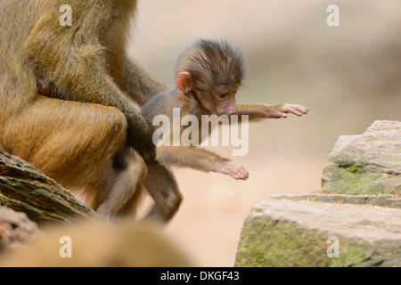 Guinea-Pavian (Papio Papio)-Youngster mit Mutter Stockfoto