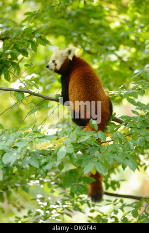 Roter Panda (Ailurus Fulgens) in einem Baum Stockfoto