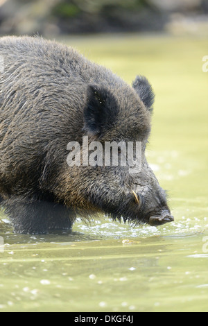 Wildschwein (Sus Scrofa) in Wasser Stockfoto